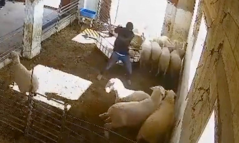 Objavljene nove snimke provale doseljenika na imanje Palestinaca. Brutalne su