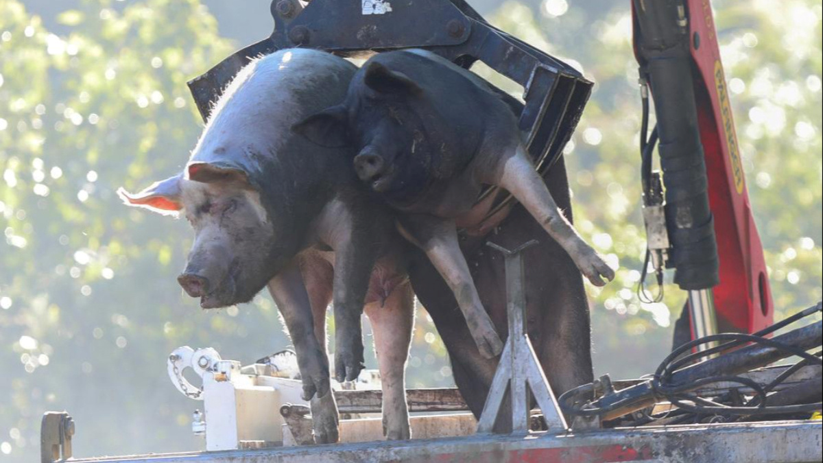 Državni tajnik: Obeštetit ćemo uzgajivače kojima ćemo morati ubiti svinje