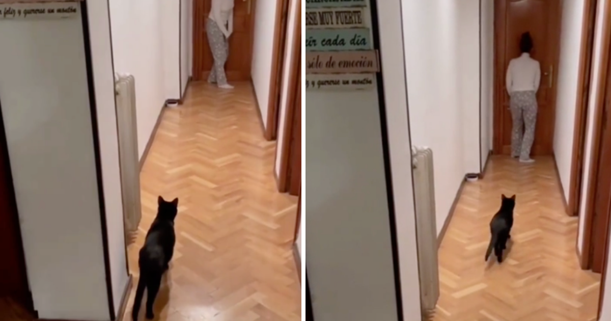 Mačka i vlasnica igraju Squid Game, jasno je da bi ljubimica izborila pobjedu