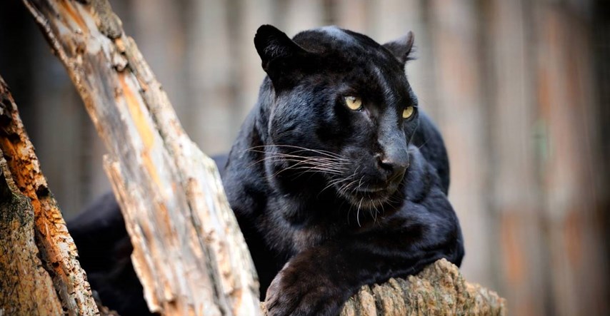 Muškarac iz Floride platio 150 dolara da se igra s leopardom, životinja ga unakazila
