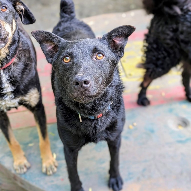 Kafka traži dom: Poseban pas koji čeka svog čovjeka