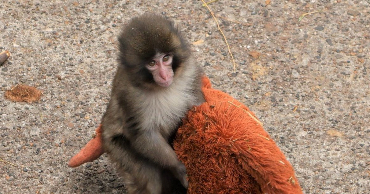 Znanstvenici kažu da bi Punch zbog odbacivanja mogao imati dugoročne posljedice 😔