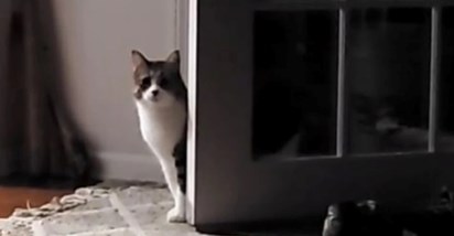 "Već si u kući": Mačak previdio ključni detalj pa očajnički grebao po vratima