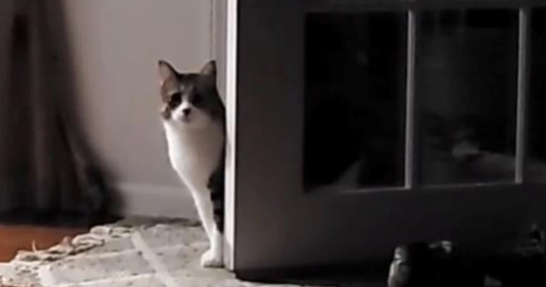 "Već si u kući": Mačak previdio ključni detalj pa očajnički grebao po vratima