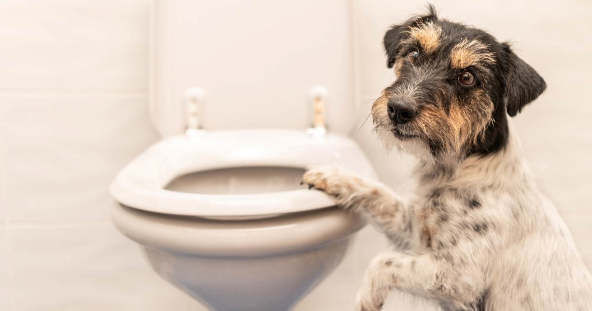 Vlasnici pasa i mačaka, oprez: Zbog ovih 5 predmeta vaši ljubimci mogu nastradati