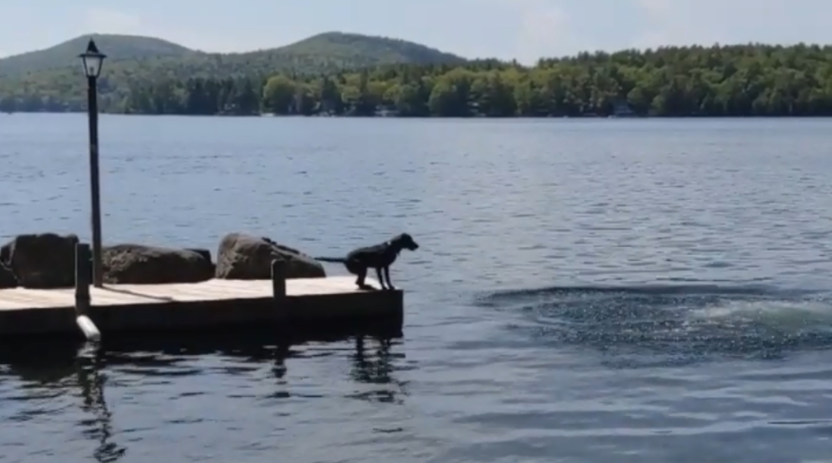 Labrador misli da se njegov gazda utapa pa ga spašava na genijalan način