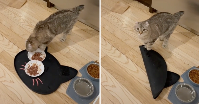 Promijenila vrstu hrane koju daje mački, ona jasno dala do znanja što o tome misli