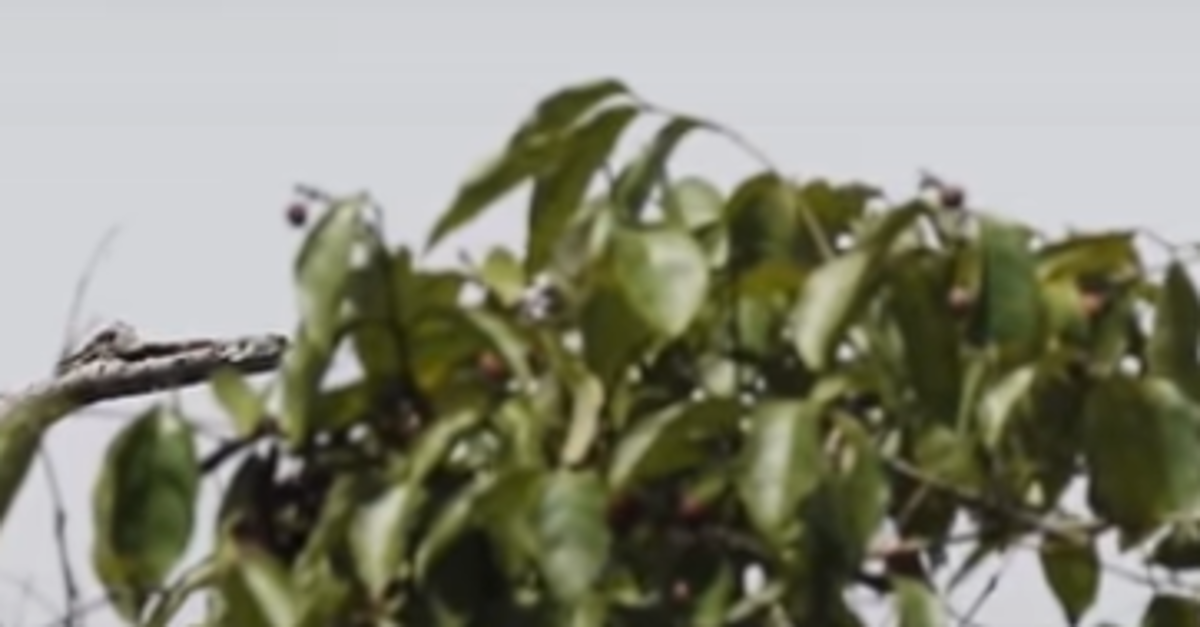 Nikada ne biste pogodili o kojoj se životinji radi da samo čujete ovaj zvuk