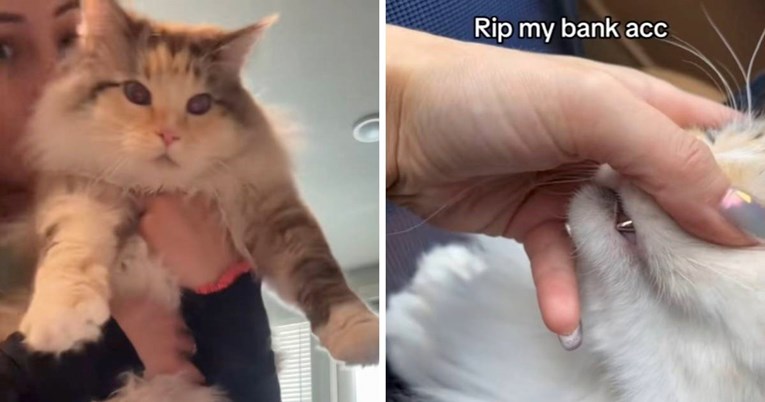 11 milijuna pregleda: Mačka postala viralna nakon što joj je ugrađen zlatni zub