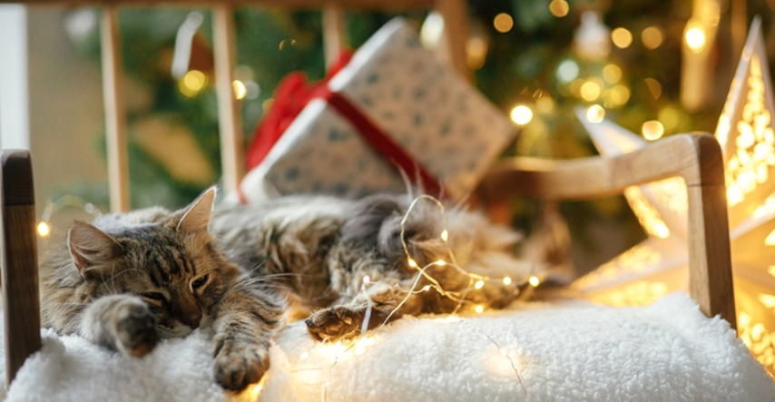 "Božićno čudo": Vlasnicima vraćena mačka koja je nestala prije devet godina