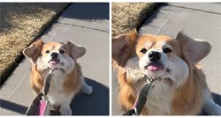VIDEO Ova kujica zaista ne voli izlaziti u šetnje, snimka je hit