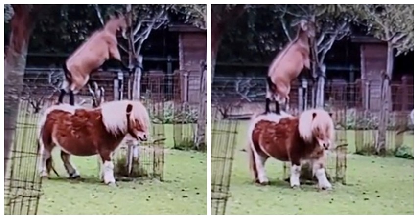 Koza nije mogla do lišća pa se snašla tako što je skočila na ponija