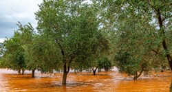 Zbog obilne kiše u Istri poplavljeni maslinici i vinogradi