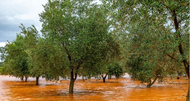 Zbog obilne kiše u Istri poplavljeni maslinici i vinogradi