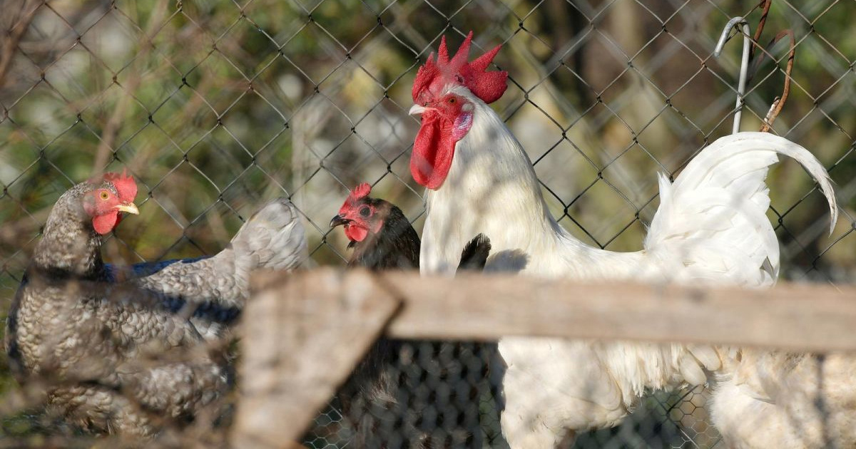 Francuz u Šibeniku iz zračne puške ubio 20 kokoši i 2 pijetla