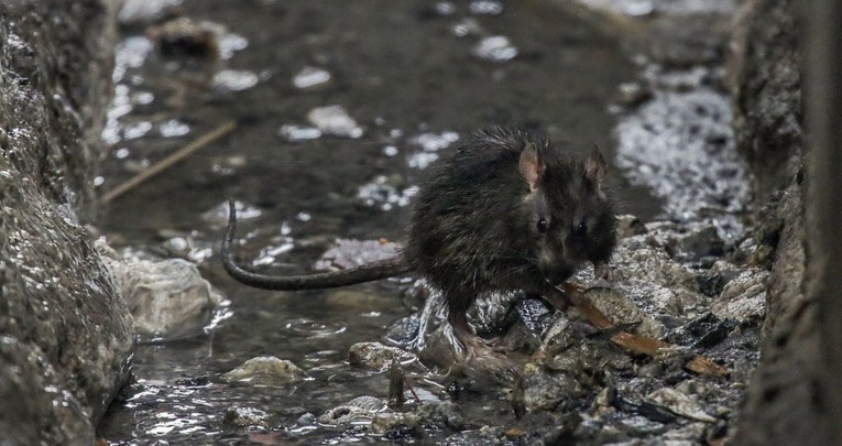 Štakori napadaju djecu i starije u kampovima u Gazi. "Ne možemo više izdržati"