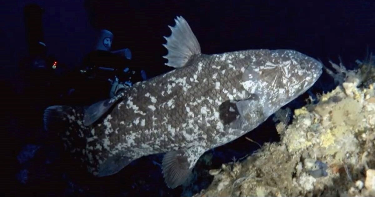 Prvi put snimljena živa "riba dinosaur", pogledajte video
