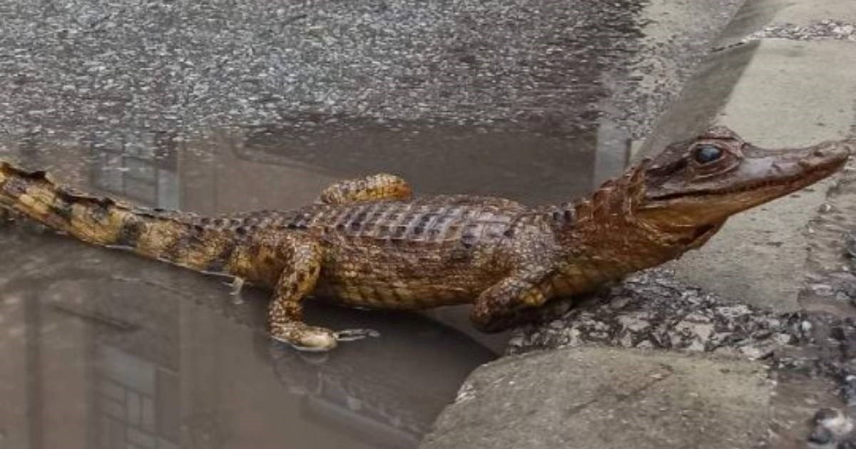 U Nišu na ulici uočili - krokodila. Kad su se približili shvatili o čemu je riječ