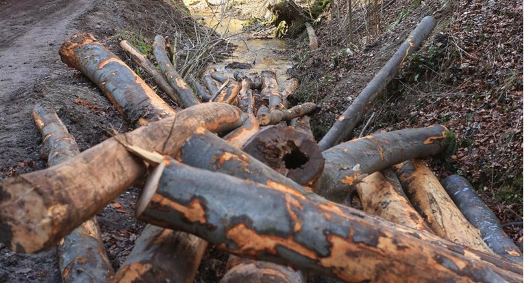 Mađar i Hrvat ukrali 635 stabala kod Gvozda