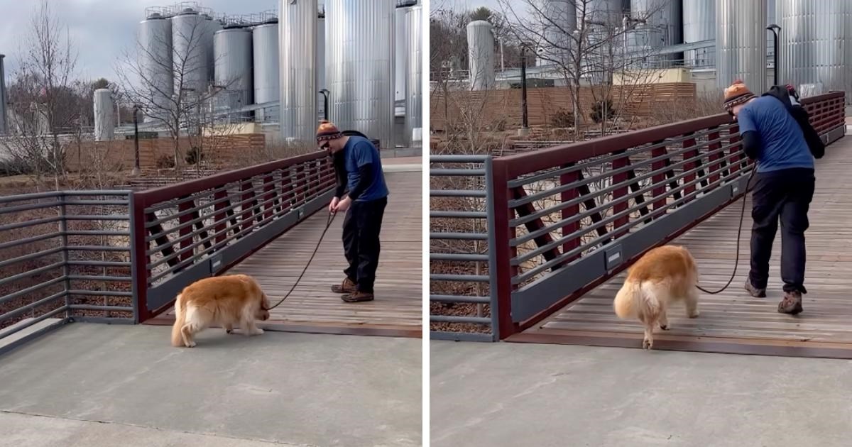 Ljude oduševio trenutak u kojem retriverica pobjeđuje strah od hodanja preko mosta