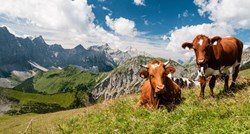 U austrijskoj reklami za turiste spominje se zobeno mlijeko, stočari su bijesni