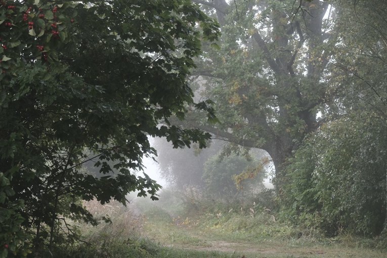 Ukradena stabla hrasta u Slavoniji. Pripadaju Hrvatskim šumama