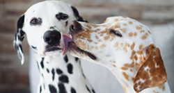Ovi su psi najslađi pseći par, njihove zaljubljene fotke oduševljavaju svijet