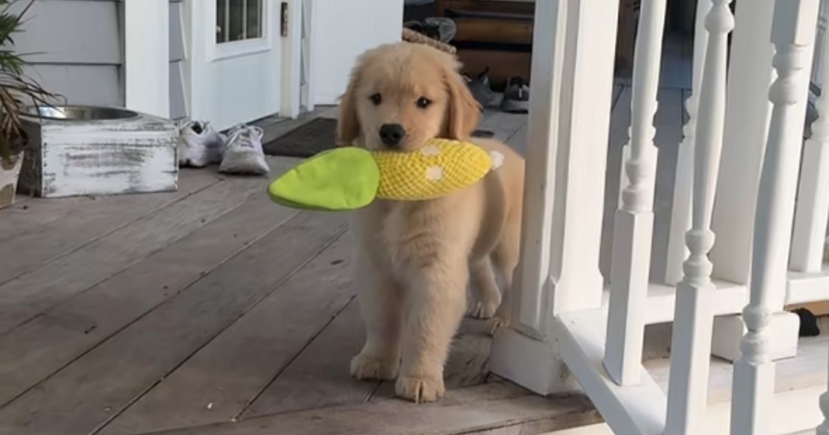 VIDEO Slatko štene koje "štiti" svoj dom izmamit će vam osmijeh na lice