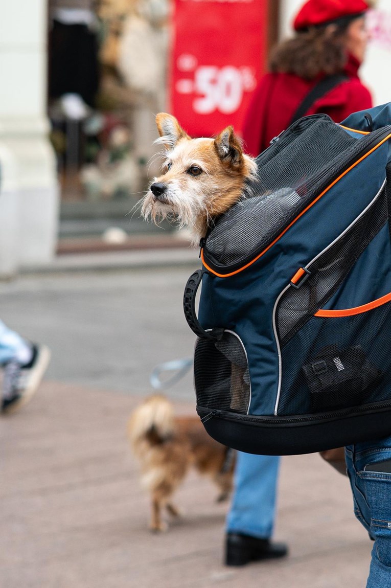 FOTO Jedan psić u ruksaku bio je zvijezda subotnje špice u Zagrebu
