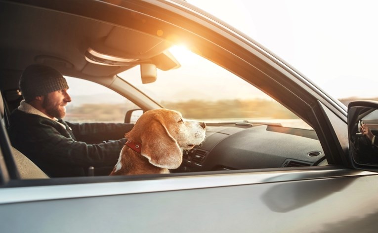 Psi su opušteniji kad se voze u električnim automobilima