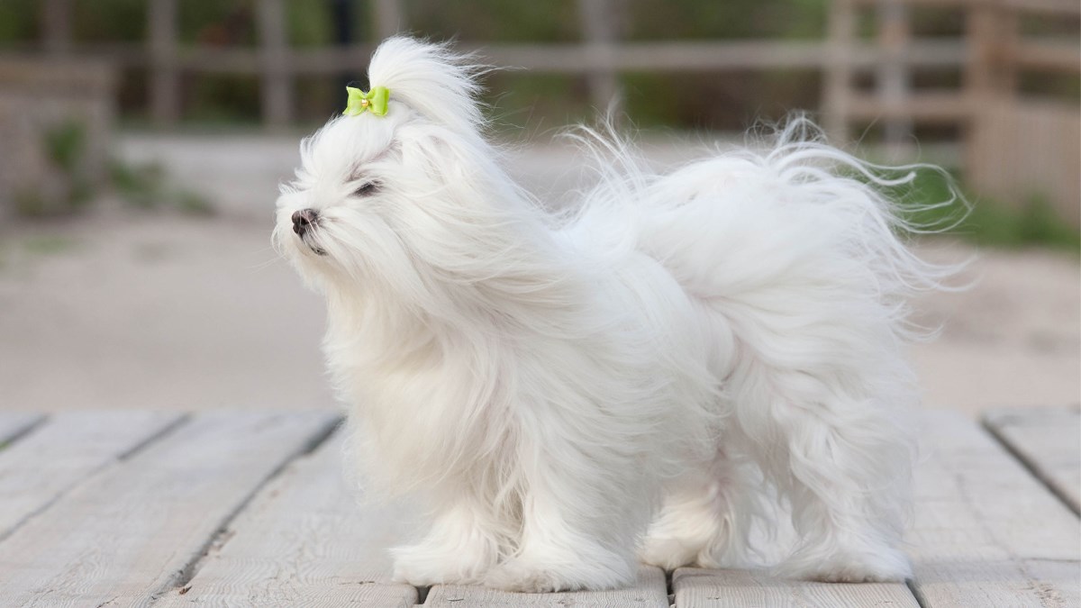 Saznajte sve o preslatkim maltezerima