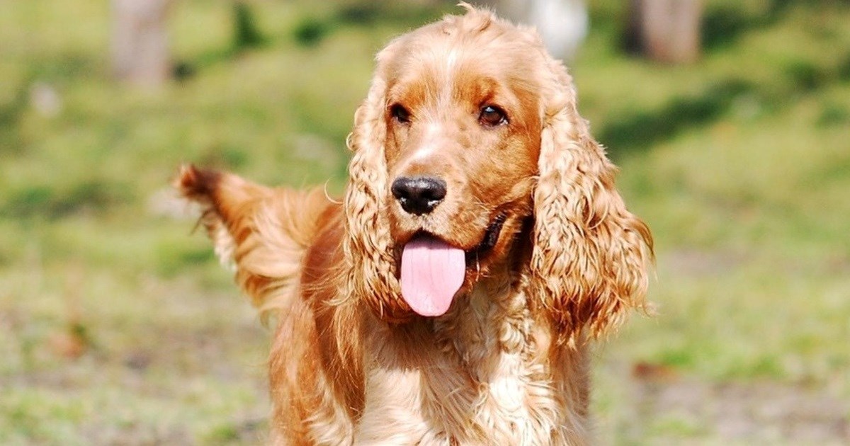 Dvije pasmine pasa koje obožavaju djecu, ali znaju postaviti granice