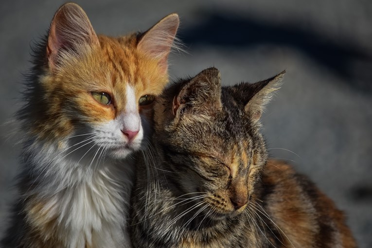 Australska vlada ubit će dva milijuna mačaka lutalica otrovnim kobasicama