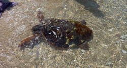 U moru pored Rovinja spašena ozlijeđena glavata želva