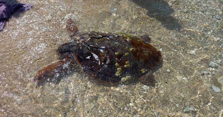 U moru pored Rovinja spašena ozlijeđena glavata želva