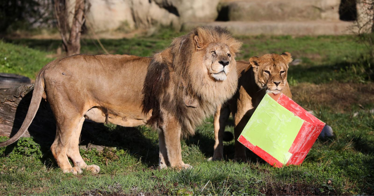 FOTO Životinje u zagrebačkom ZOO-u dobile poklone na Štefanje