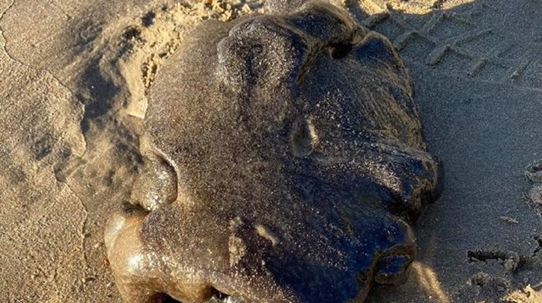 Neobično stvorenje nasukalo se na plažu, ljudi misle da je riječ o nečem jako skupom