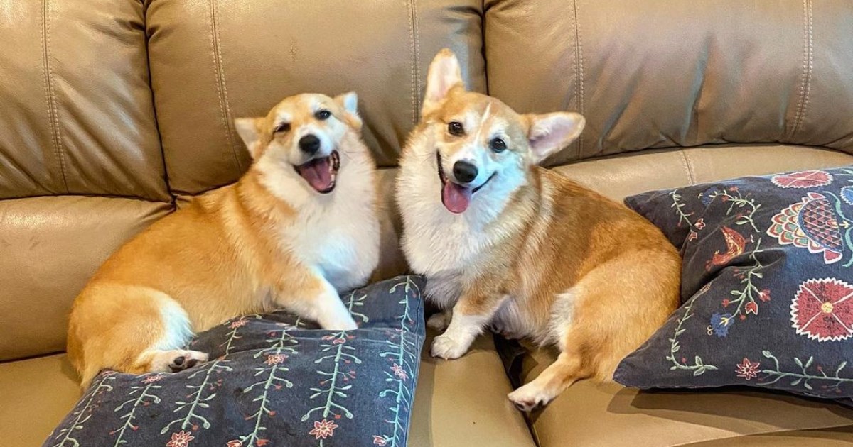 U ovom se kafiću možete igrati s korgijima