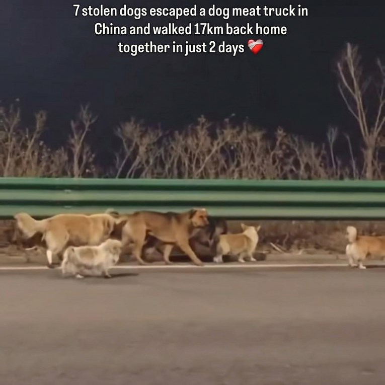 Otkrivena prava istina o sedam pasa iz viralnog videa. Išli su za kujom u tjeranju