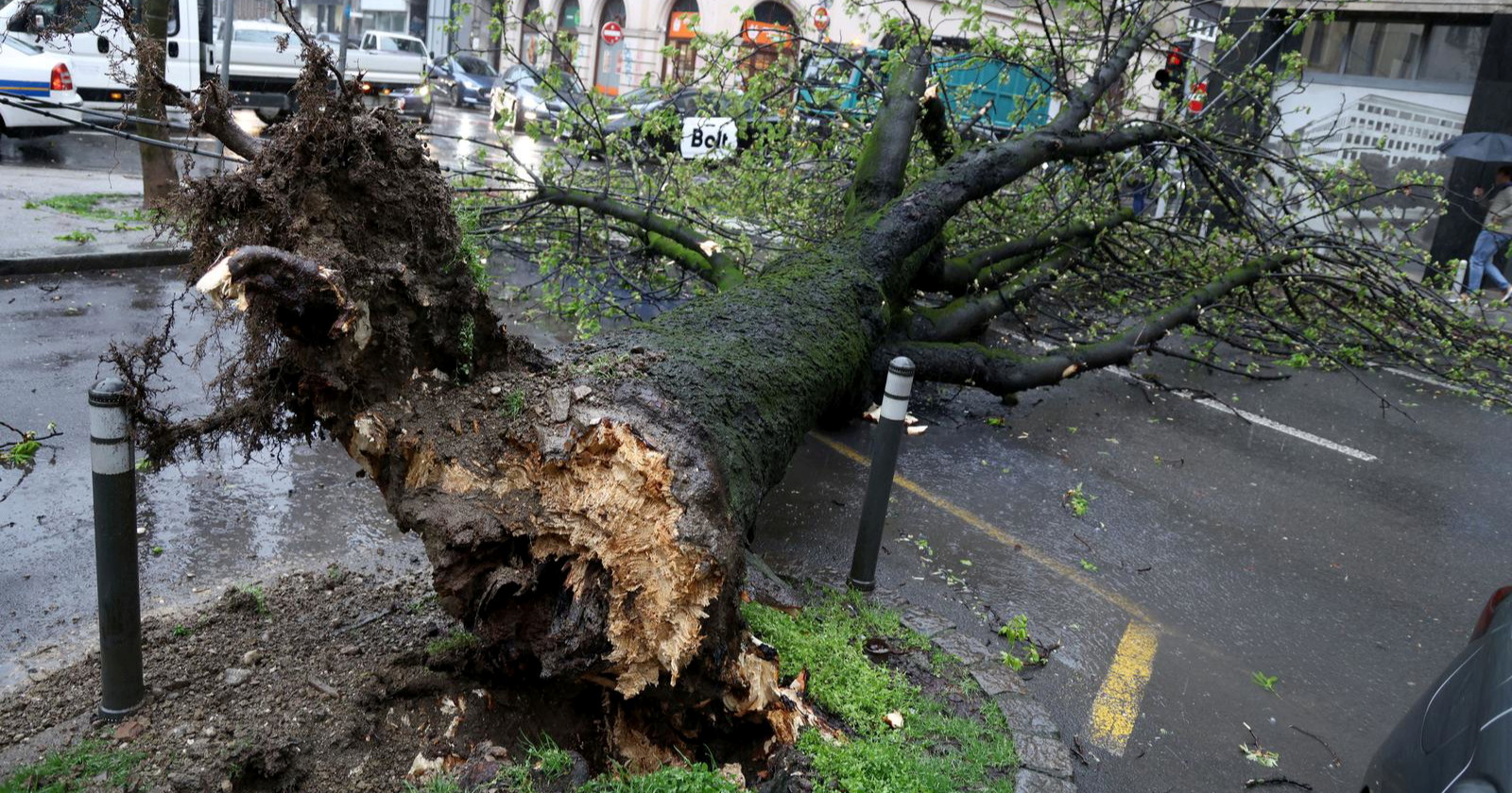 VIDEO DHMZ objavio crveni alarm za Zagreb. Vjetar lomi stabla, jedno palo na auto