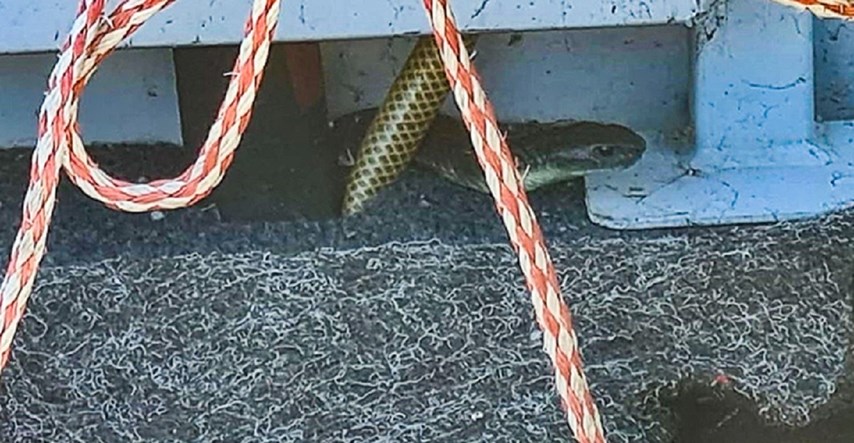 11 km od obale uočio zmiju otrovnicu u čamcu: "Puls mi se odmah ubrzao"