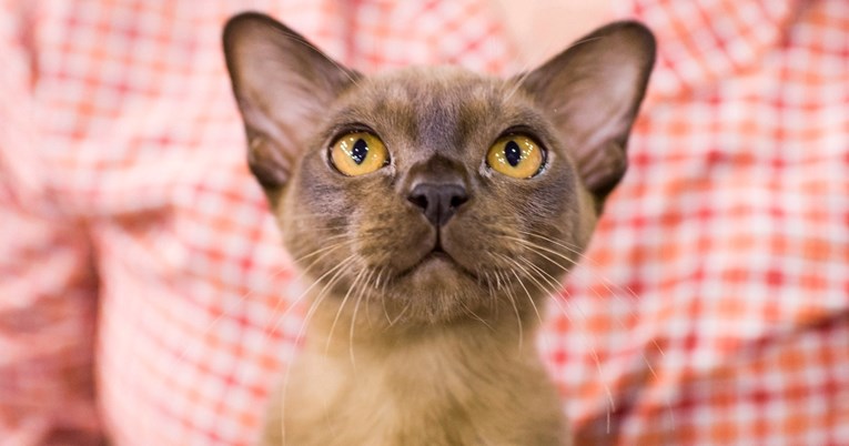 Mačke koje se ne boje gostiju: Društvene, znatiželjne i uvijek prve do vrata