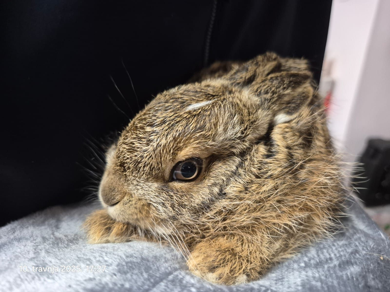 Pronašli ste lane ili zečića? Trebate ih ostaviti na miru