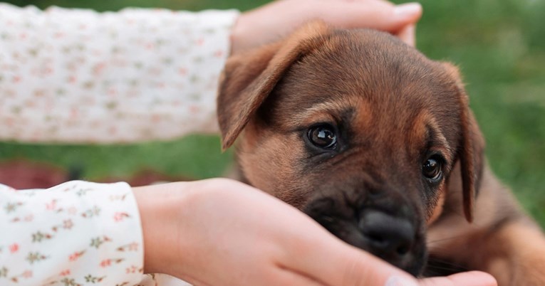 Želite da vaš pas živi dulje? Hranite ga ovim namirnicama