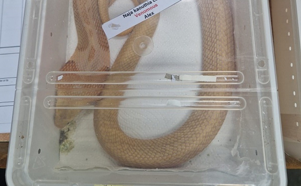 FOTO Carinici u Zagrebu zaplijenili dvije kobre