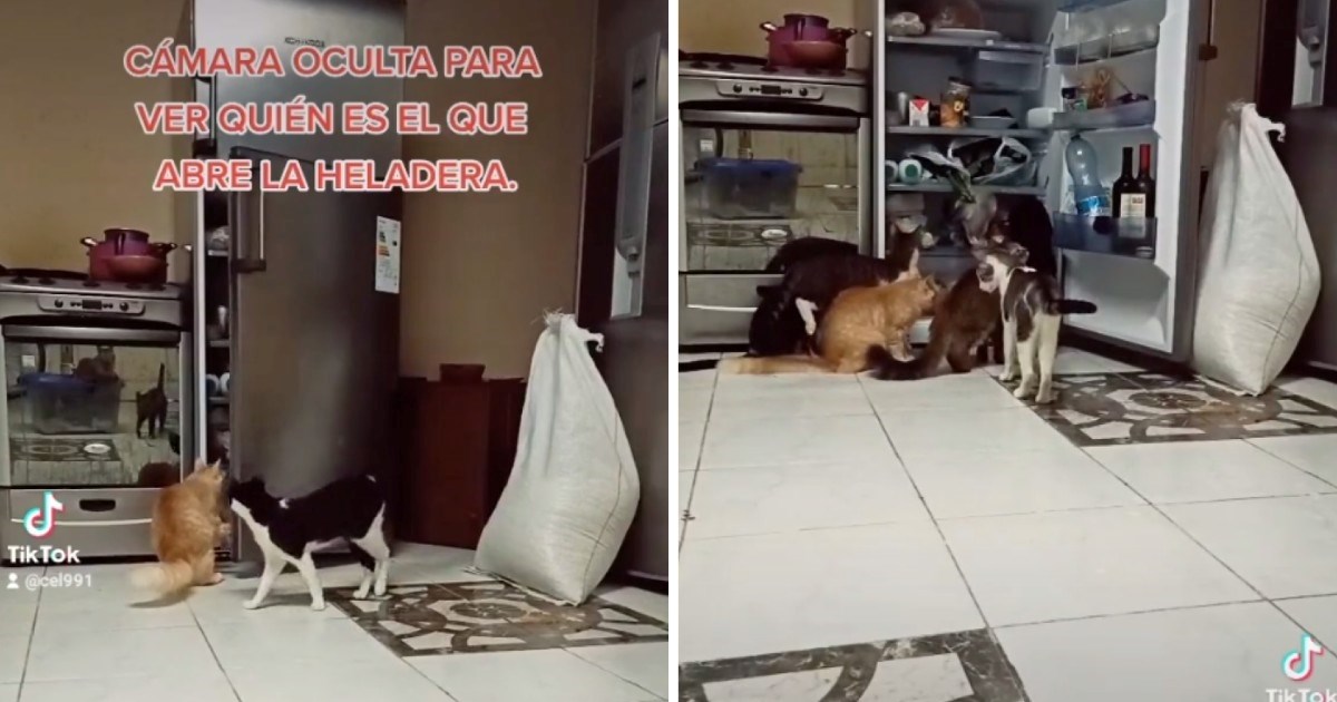 Skrivena kamera otkrila koji mačak krade hranu iz hladnjaka, prizor je hit