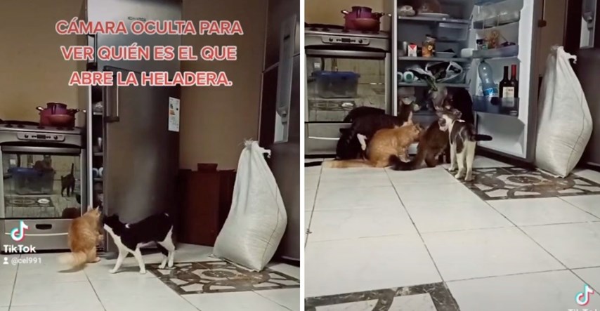 Skrivena kamera otkrila koji mačak krade hranu iz hladnjaka, prizor je hit