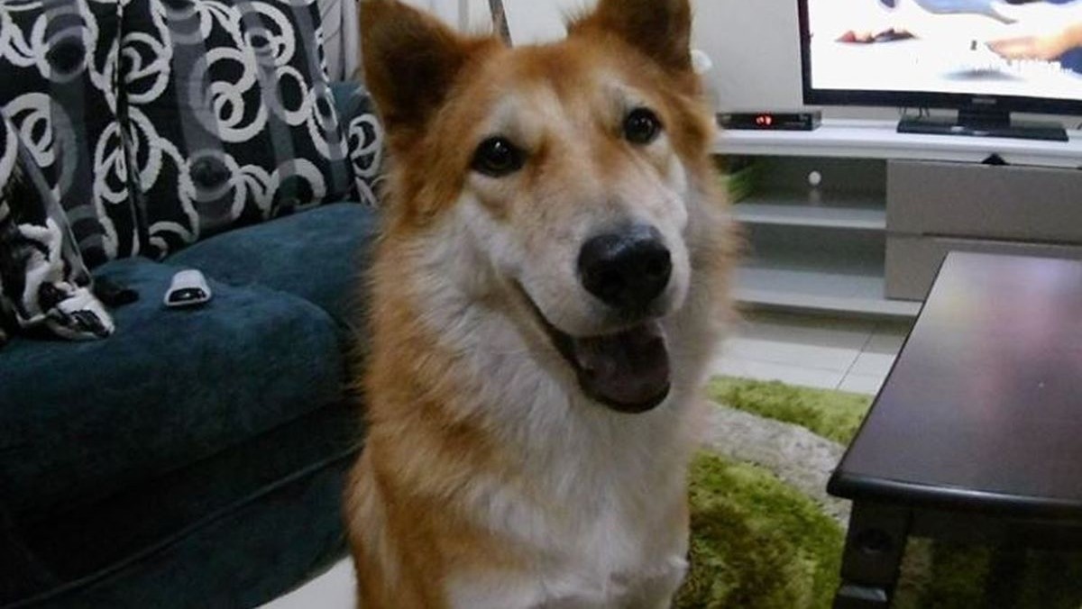Pas heroj dao je svoj život kako bi zaštitio obitelj od otrovne zmije