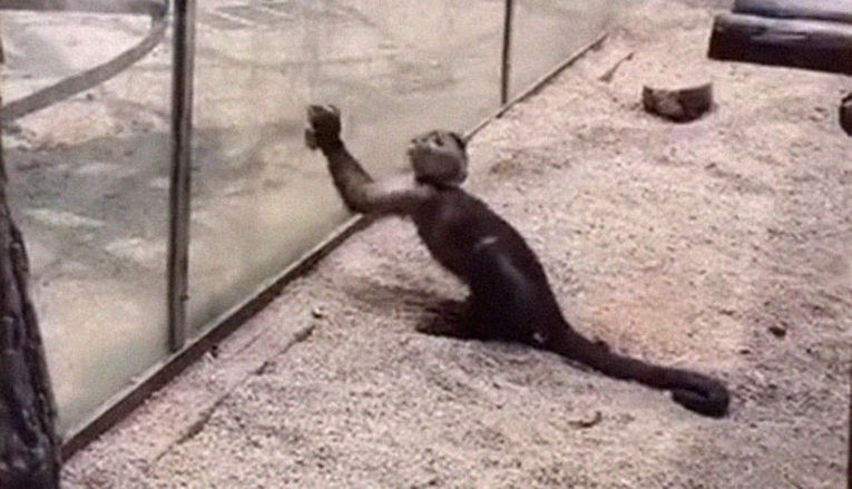 Majmun u Zoo vrtu oštrio kamenje pa napravio nešto što je začudilo sve prisutne