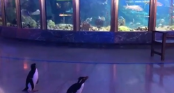 Zbog koronavirusa zatvorili akvarij pa pustili pingvine da šetaju uokolo